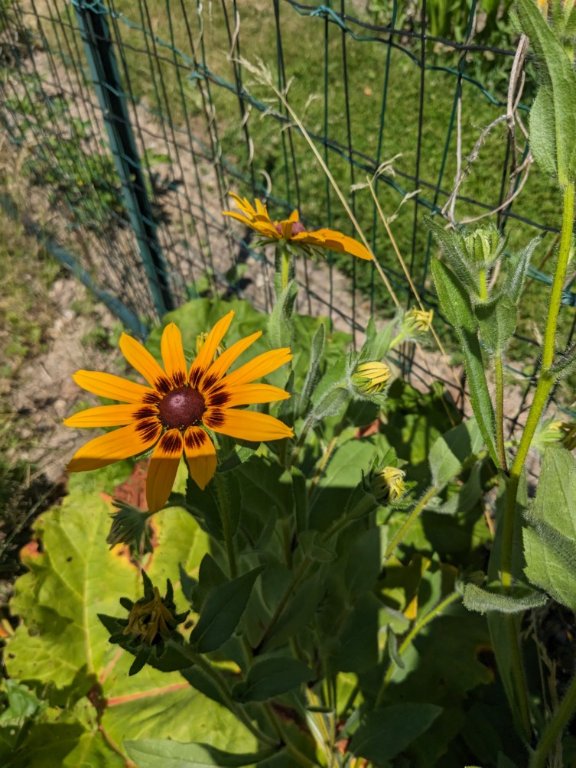 rubeckia24juin.jpg