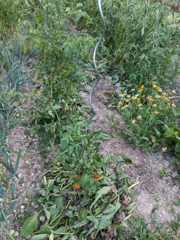 paillage tomate24juin.jpg