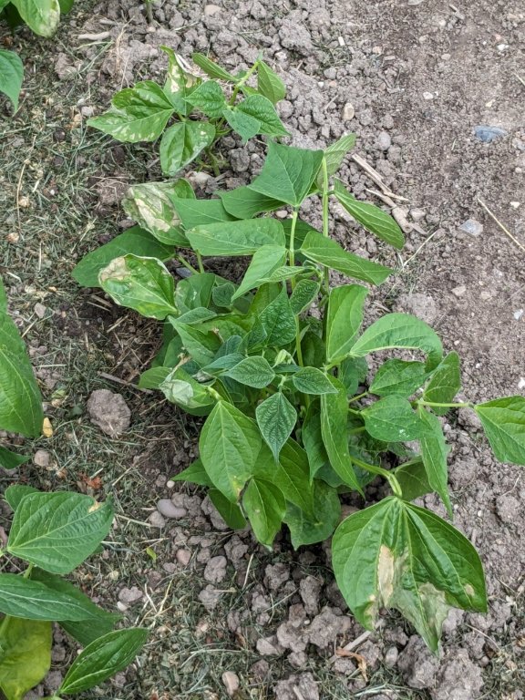 brulure haricots 26juin.jpg