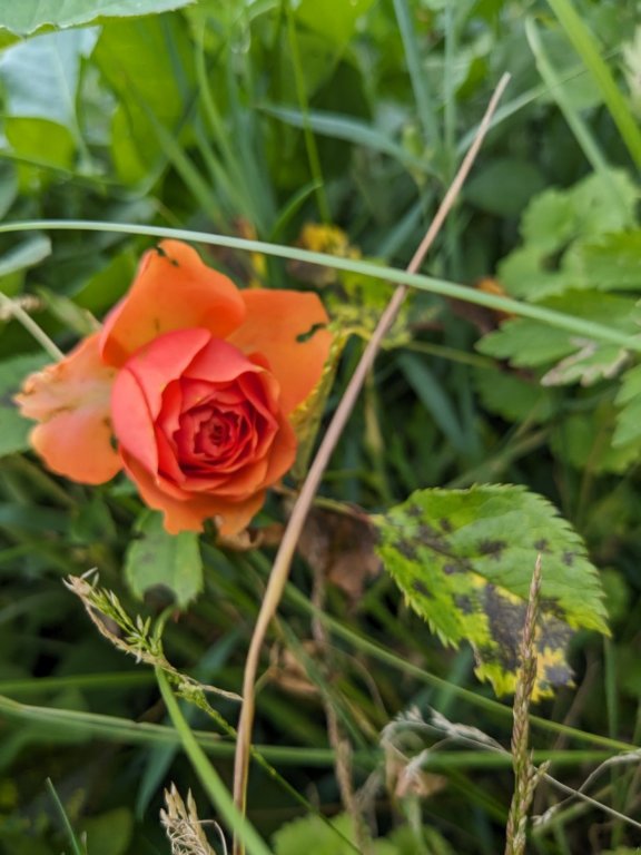 rose saumon26juin.jpg