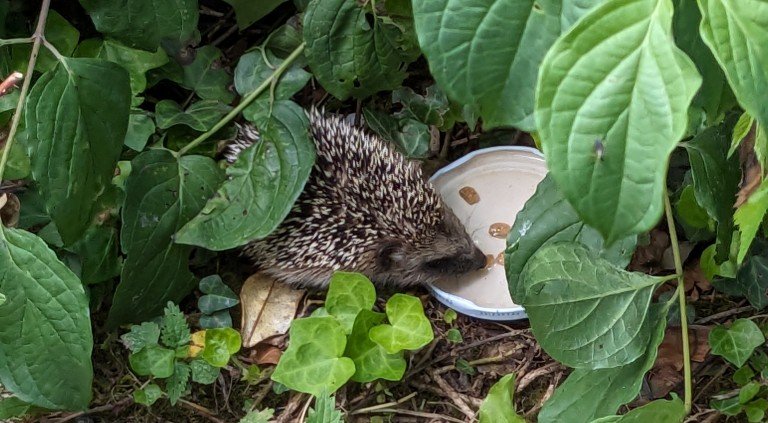 h croquette26juin.jpg