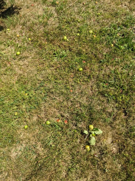 orage pomme.jpg