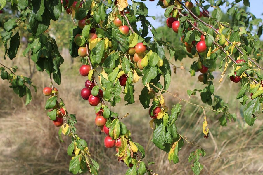 250625_prunier-sechant-rougissant_IMG3641red.jpg
