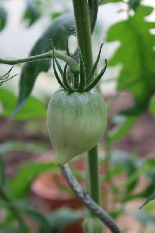 250625_tomate-dagestansky_IMG3637red.jpg