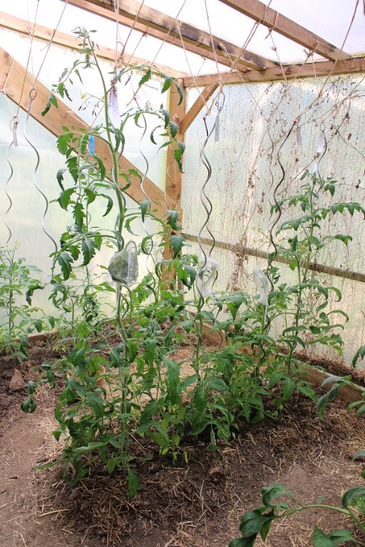 250625_tomates-seere_IMG3625red.jpg