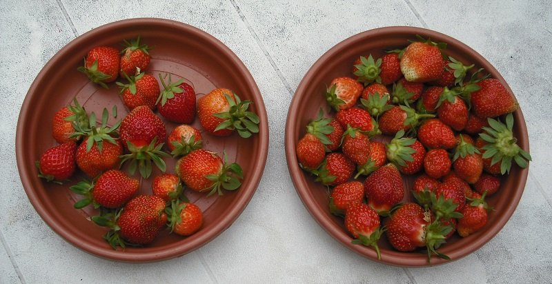 Fraises 28 juin.jpg