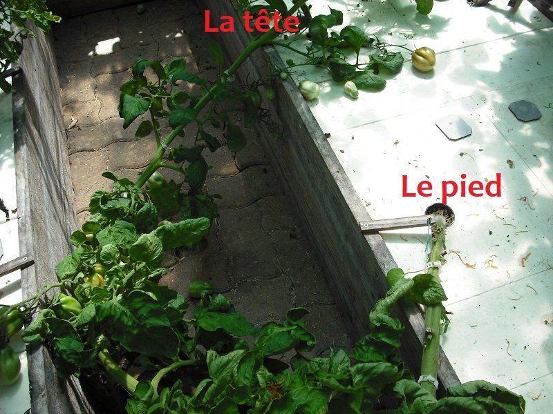 Casse ficelle 29 juin (1).jpg