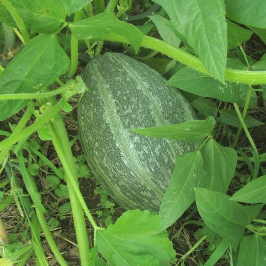 cucurb-haric.jpg