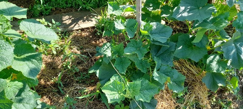 20250701_095911.jpg