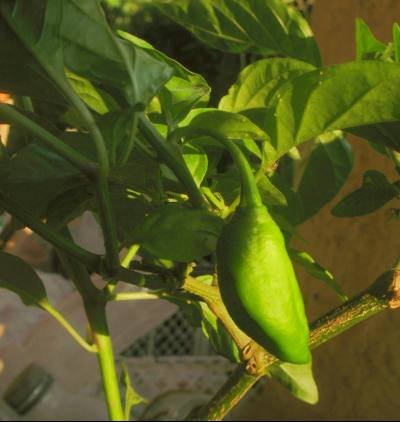pim-VGxGSJ-1erfruit.jpg
