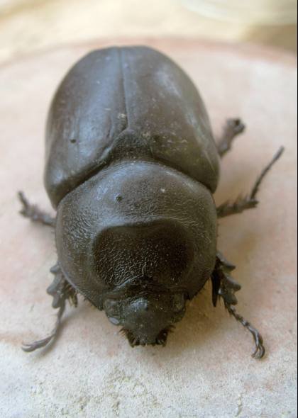 scarabée-rhino1.jpg
