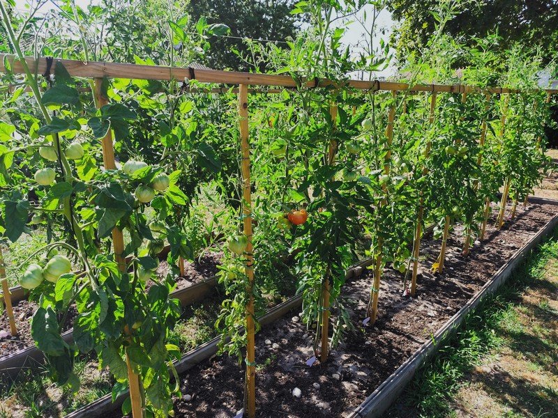 Tomates 1.jpg