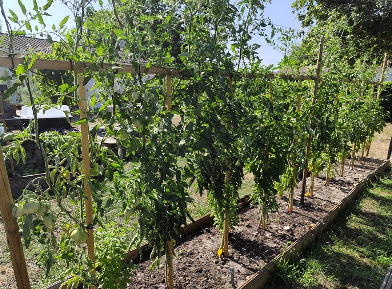 Tomates 2.jpg