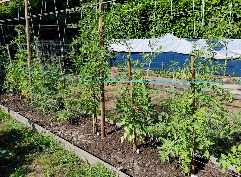 Tomates cerise.jpg