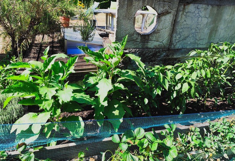 Courgettes etc.jpg