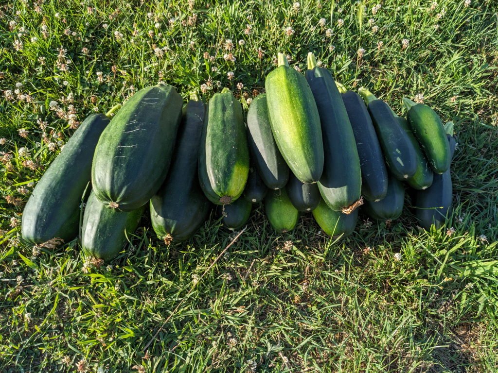 courgettes 27juin.jpg