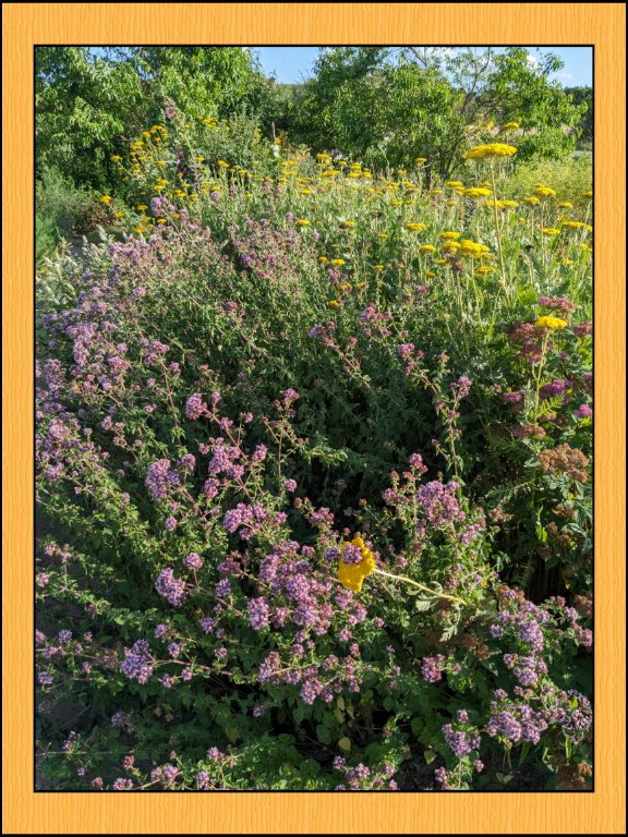 a fleurs mauves.jpg