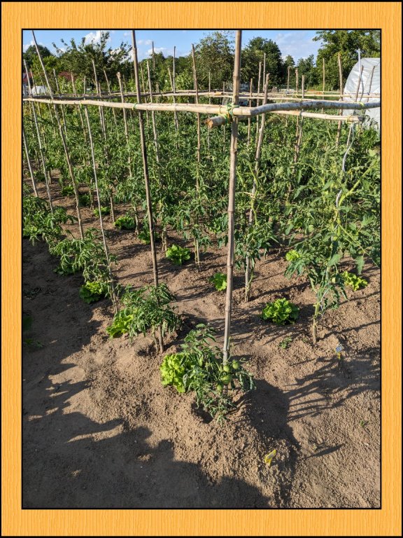 a tomate27juin.jpg