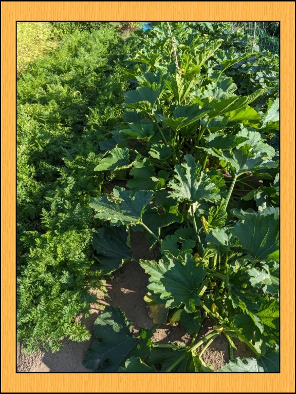 a carotte courgette.jpg