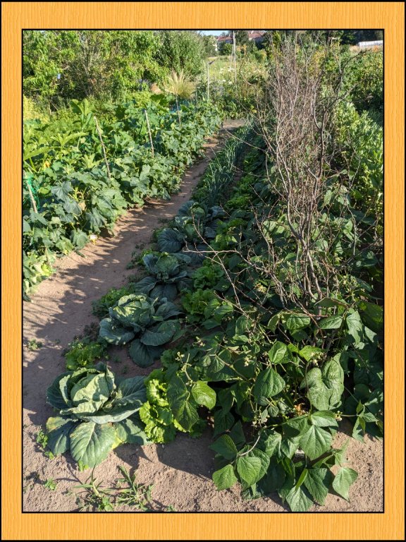 a chou haricots.jpg