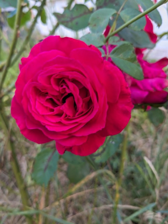 rose1juillet.jpg