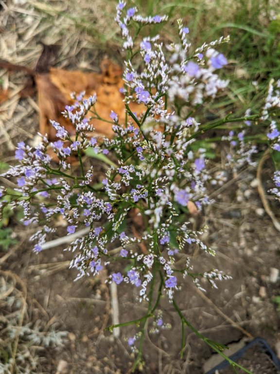 gypsophile3juillet.jpg