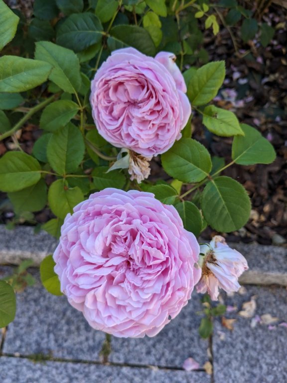 rose citron.jpg