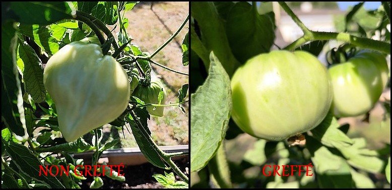 Tomates.jpg
