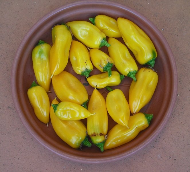 Lemon Dream 11 juillet.jpg