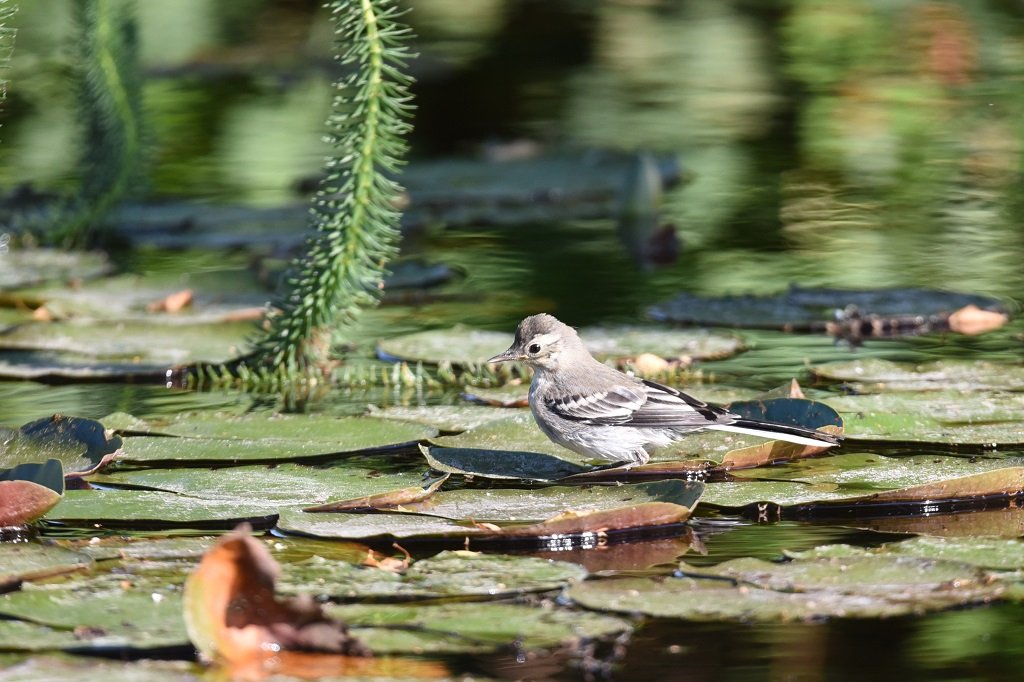 DSC_2487.JPG