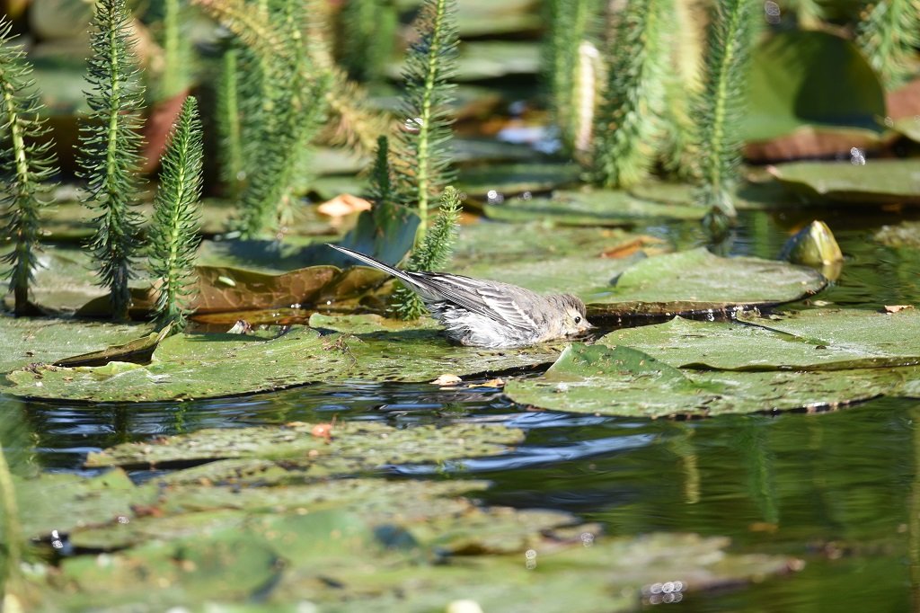 DSC_2494.JPG