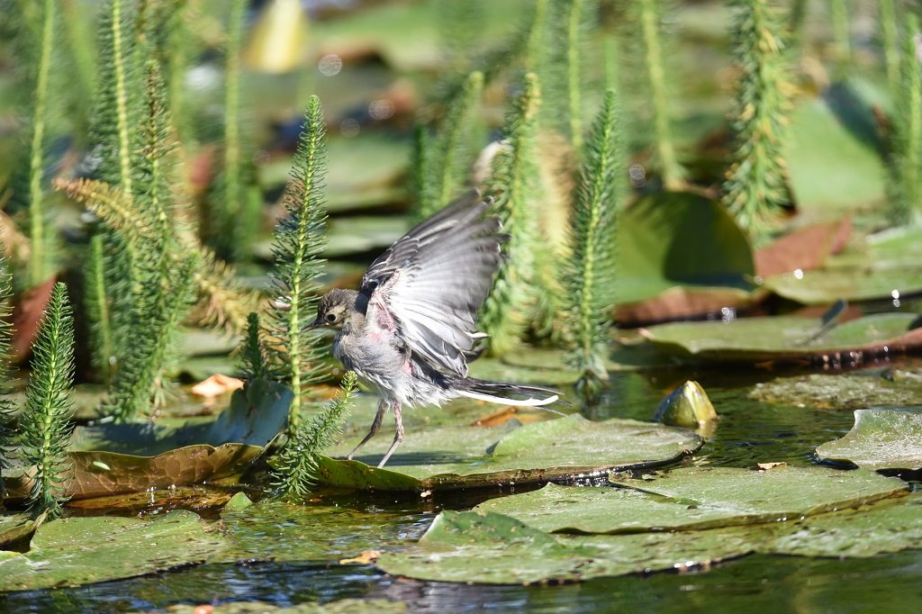 DSC_2496.JPG