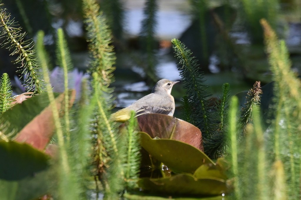 DSC_2862.JPG