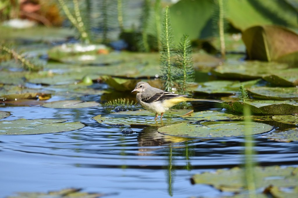 DSC_2931.JPG