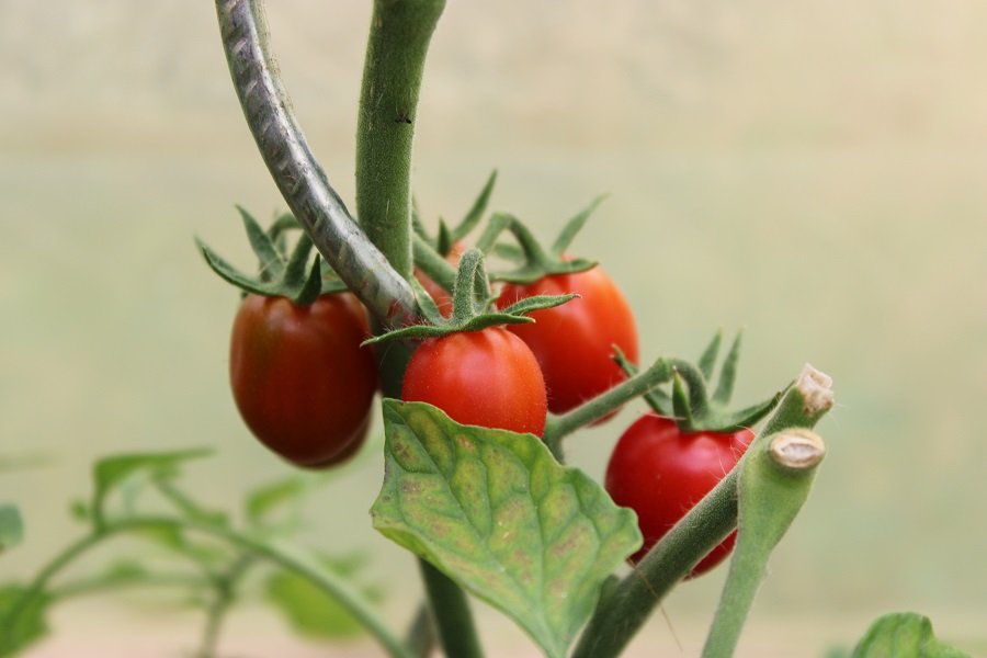 250714_datterino-des-tomos_IMG3762red.jpg