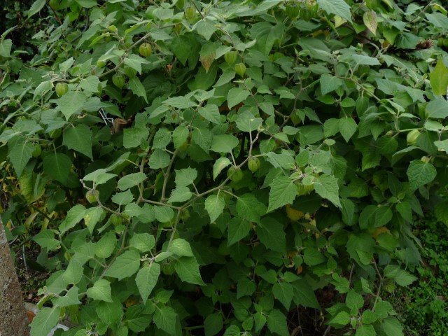 physalis.JPG