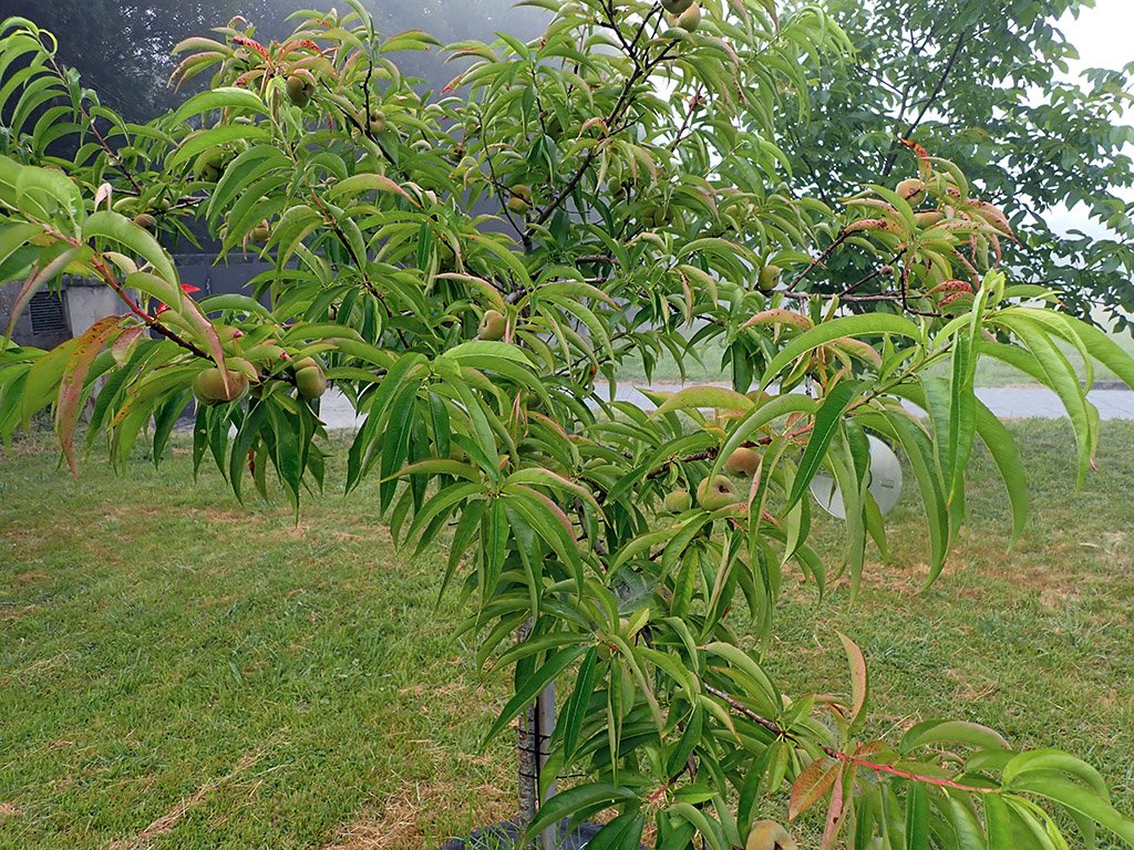 P6290568.JPG