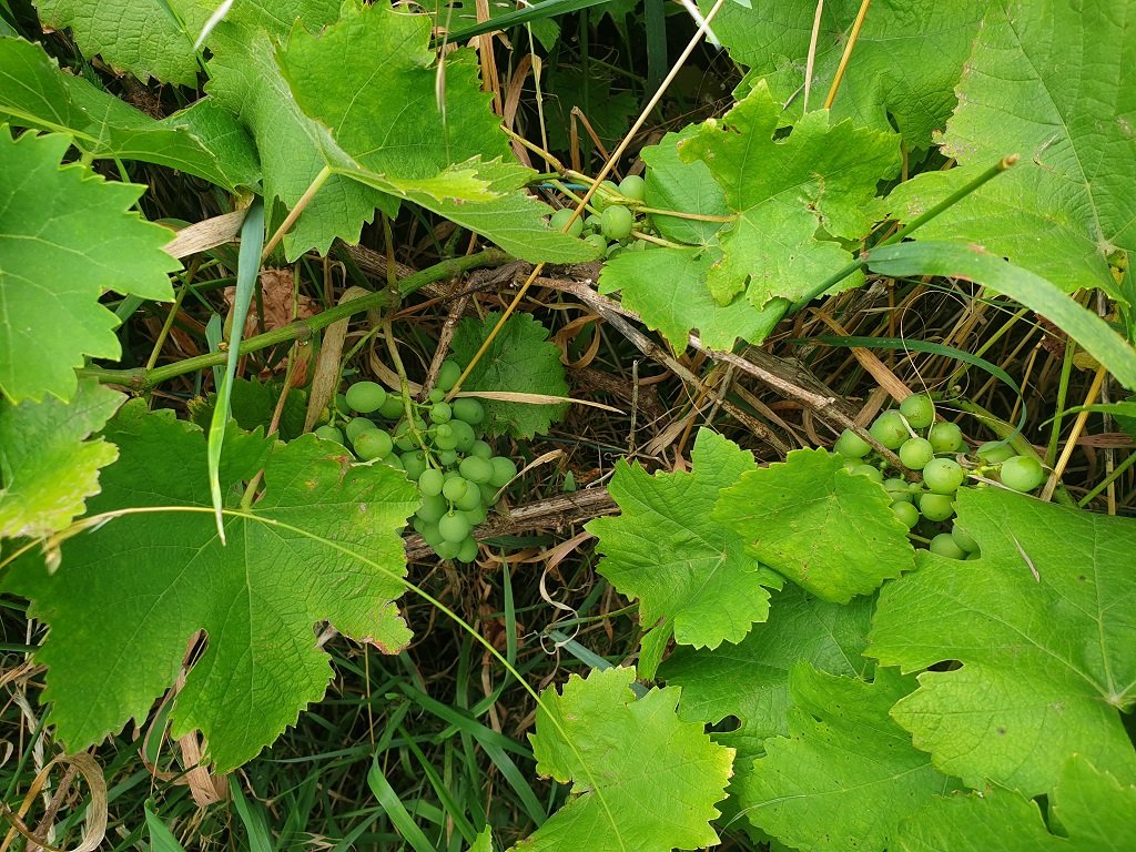 250717 raisin chasselas.jpg