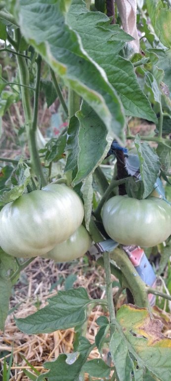 Costoluto di Chivasso