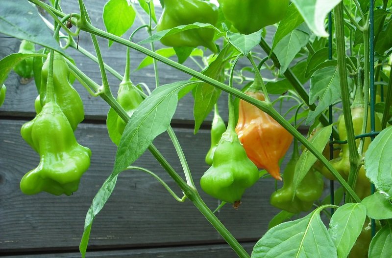 Zebrange 19 juilllet.jpg