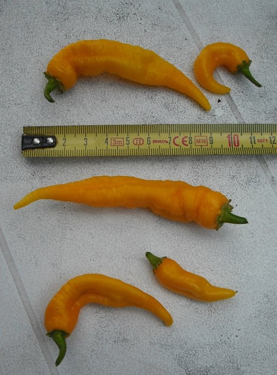 Vegsjaune 23 juillet.jpg