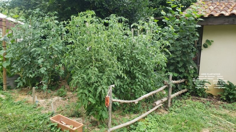 1ère PLANTATION.jpg