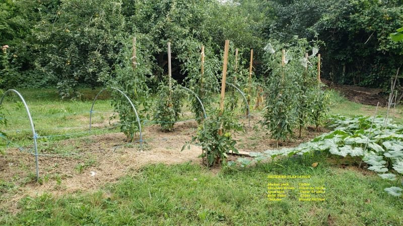 2ème PLANTATION.jpg