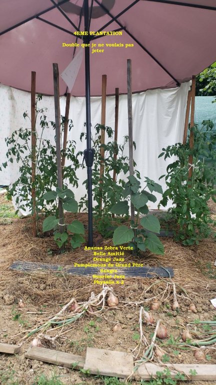 4ème PLANTATION.jpg