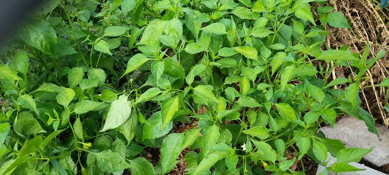 20250727_091832.jpg