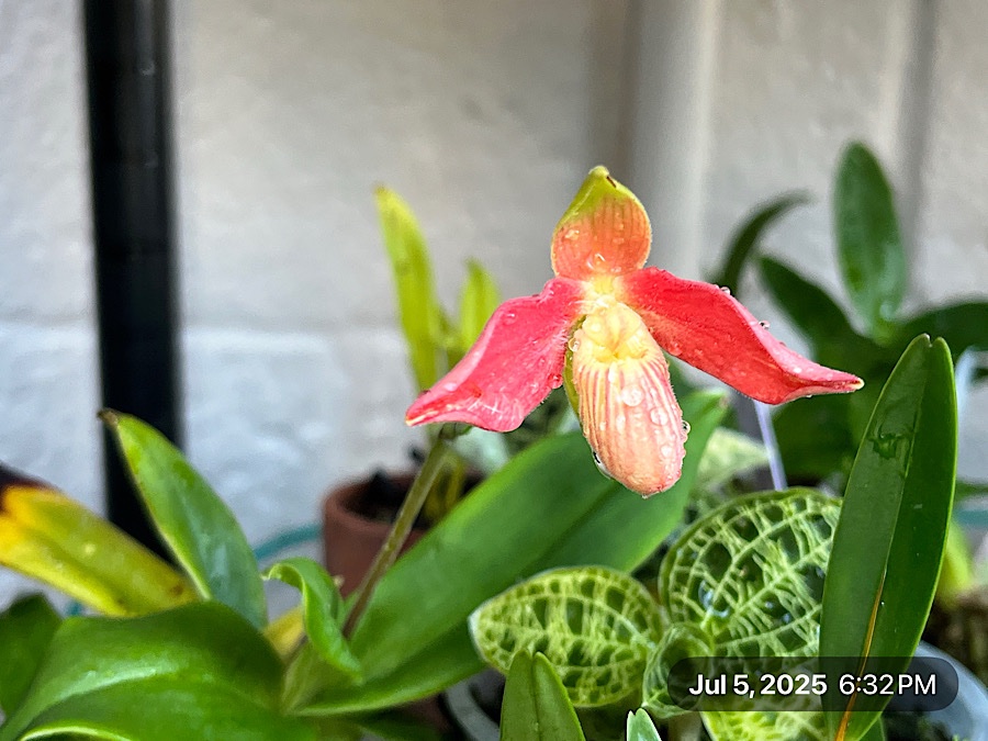 IMG_0707.jpeg