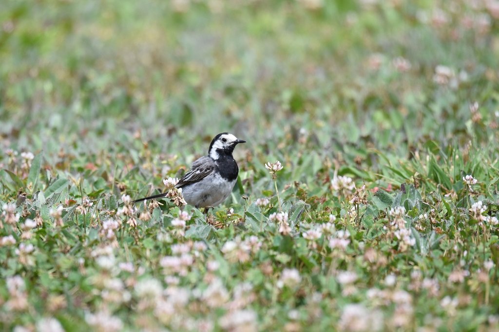 DSC_3108.JPG