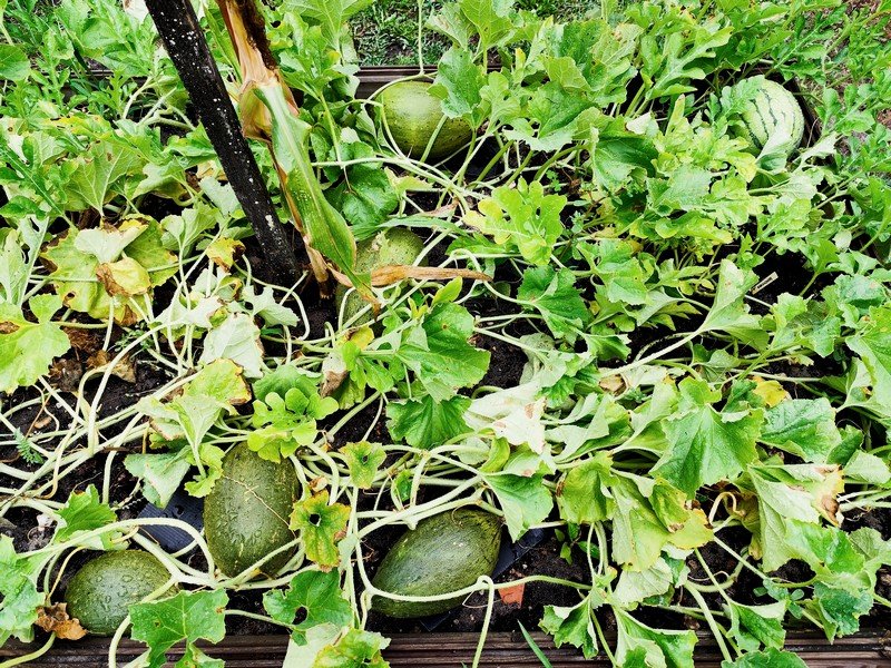 Melons.jpg