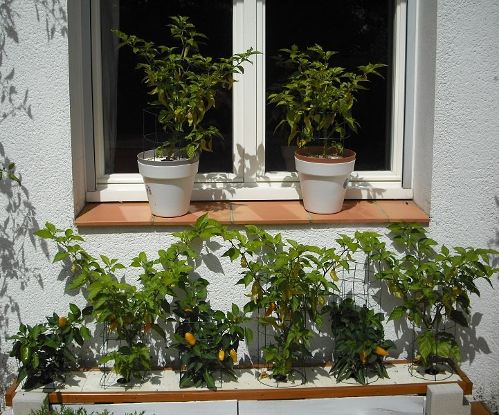 Vegsjaune Lemon Dream 29 juillet.jpg