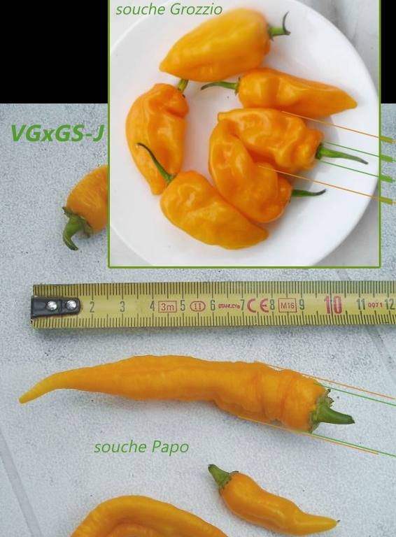 Vegsj-souchepapovsgrozzio.jpg